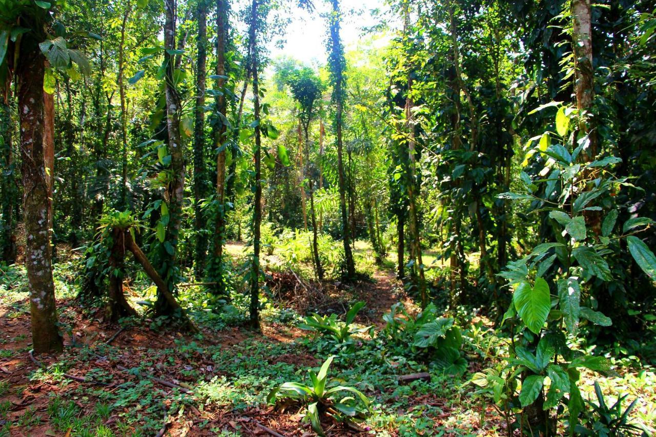 Sitio Das Bromelias Cachoeira Do Tombador Ubatuba Exterior foto